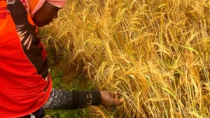 F3A20633 CA6E 43E3 99C2 B95C6BCCC72D