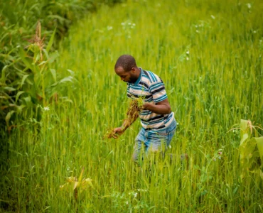 ALX02743 For Karani Bumper Harvest in Nyagatare comped
