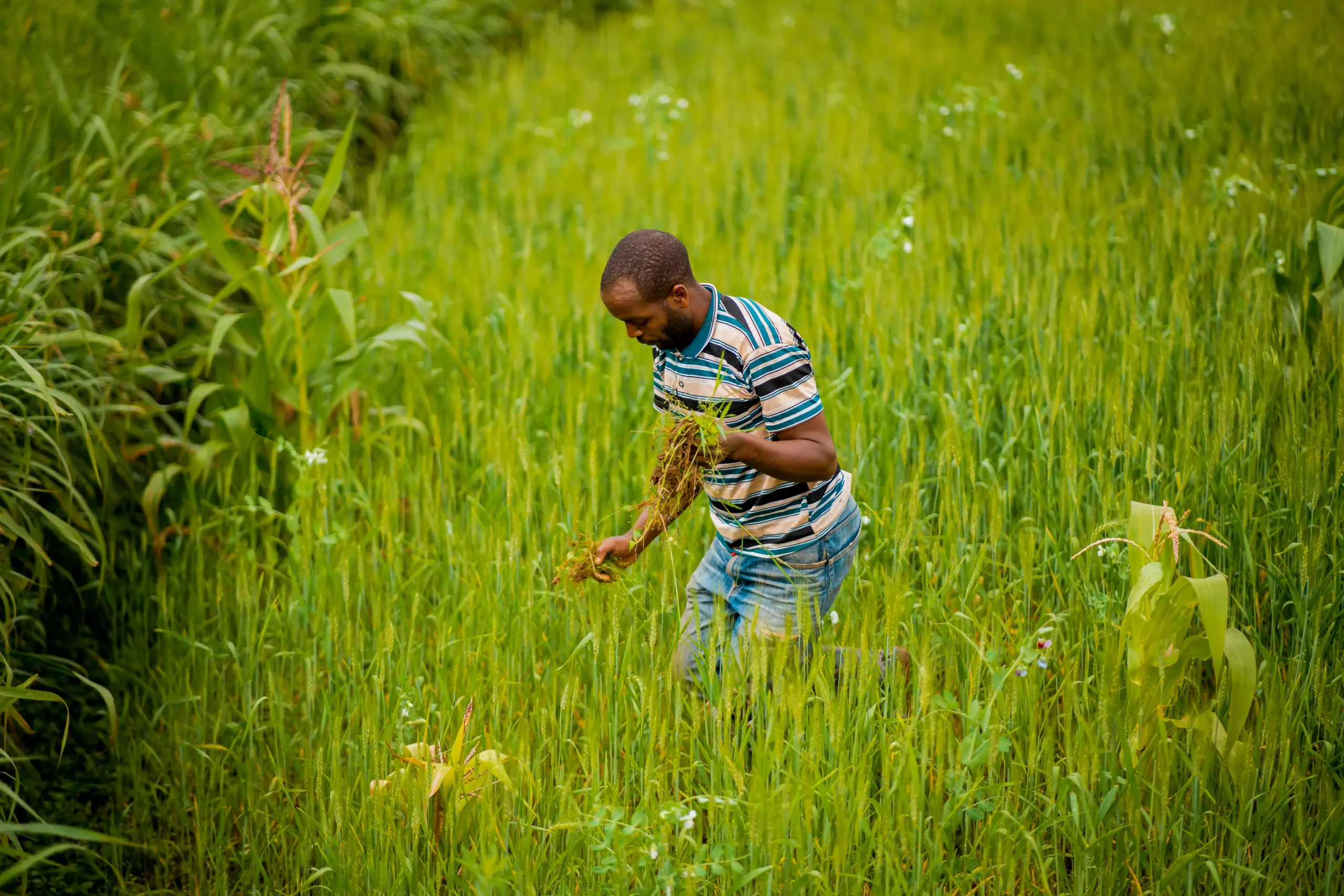 ALX02743 For Karani Bumper Harvest in Nyagatare comped scaled